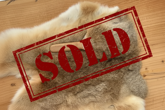 The Harebrush Prototype in Black Walnut